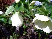 Helleborus White